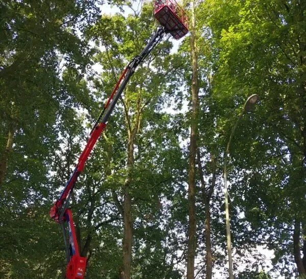 Snoeien-bomen-onderhoudssnoei-hemelboom