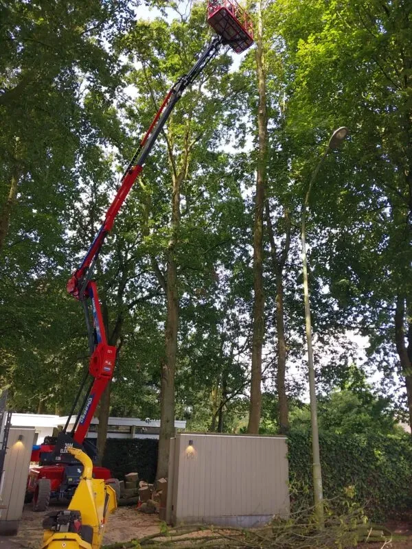 Snoeien-bomen-onderhoudssnoei-hemelboom