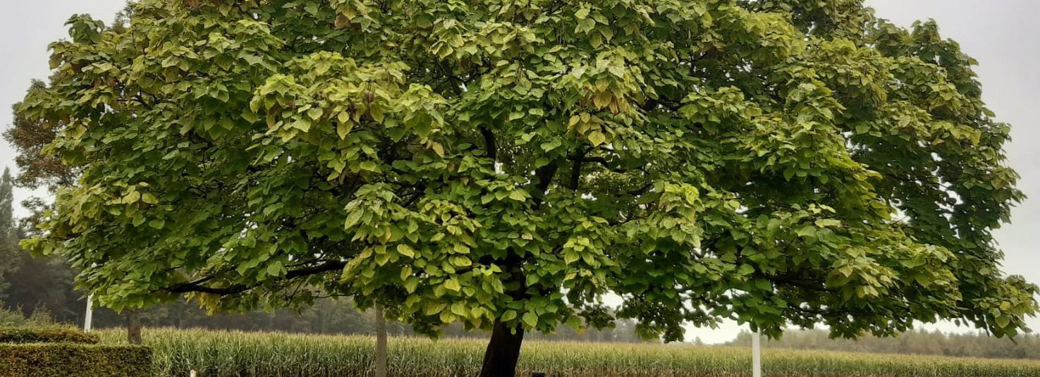 Snoeien van een majestueuze, prachtige boom