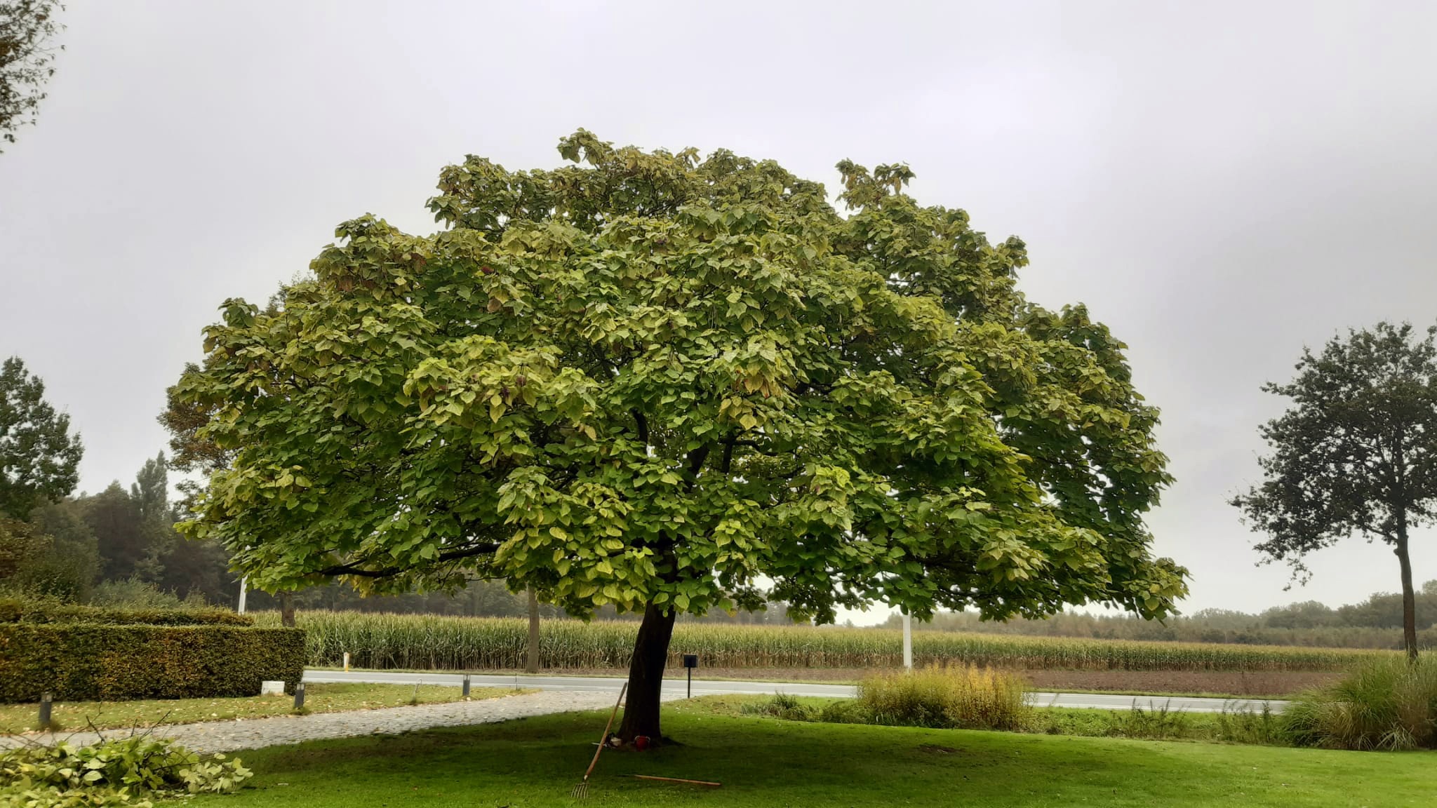 Snoeien van een majestueuze, prachtige boom