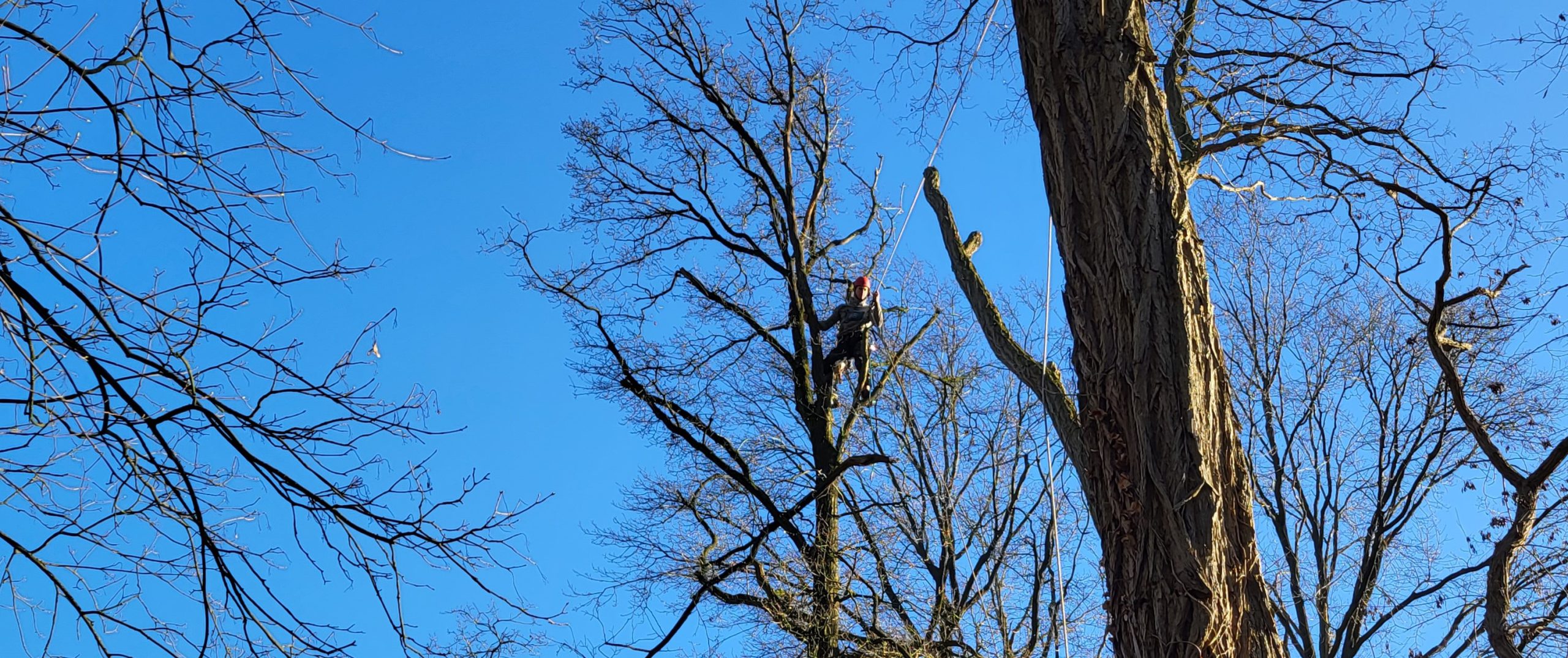 Boom snoeien met behulp van klimtechnieken