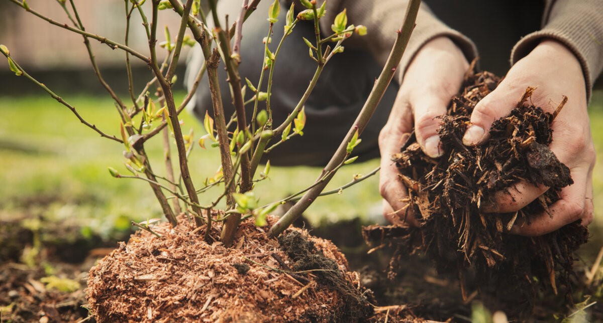 Bomen planten of verplanten