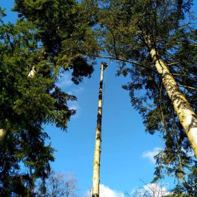 Boomwerken; bomen vellen of rooien d.m.v. klimtechnieken