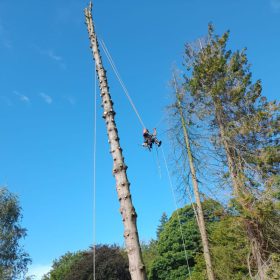 Boomwerken; bomen vellen of rooien d.m.v. klimtechnieken