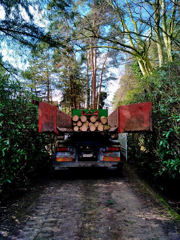 Boomwerken; bomen vellen of rooien d.m.v. klimtechnieken; boomstammen in camion