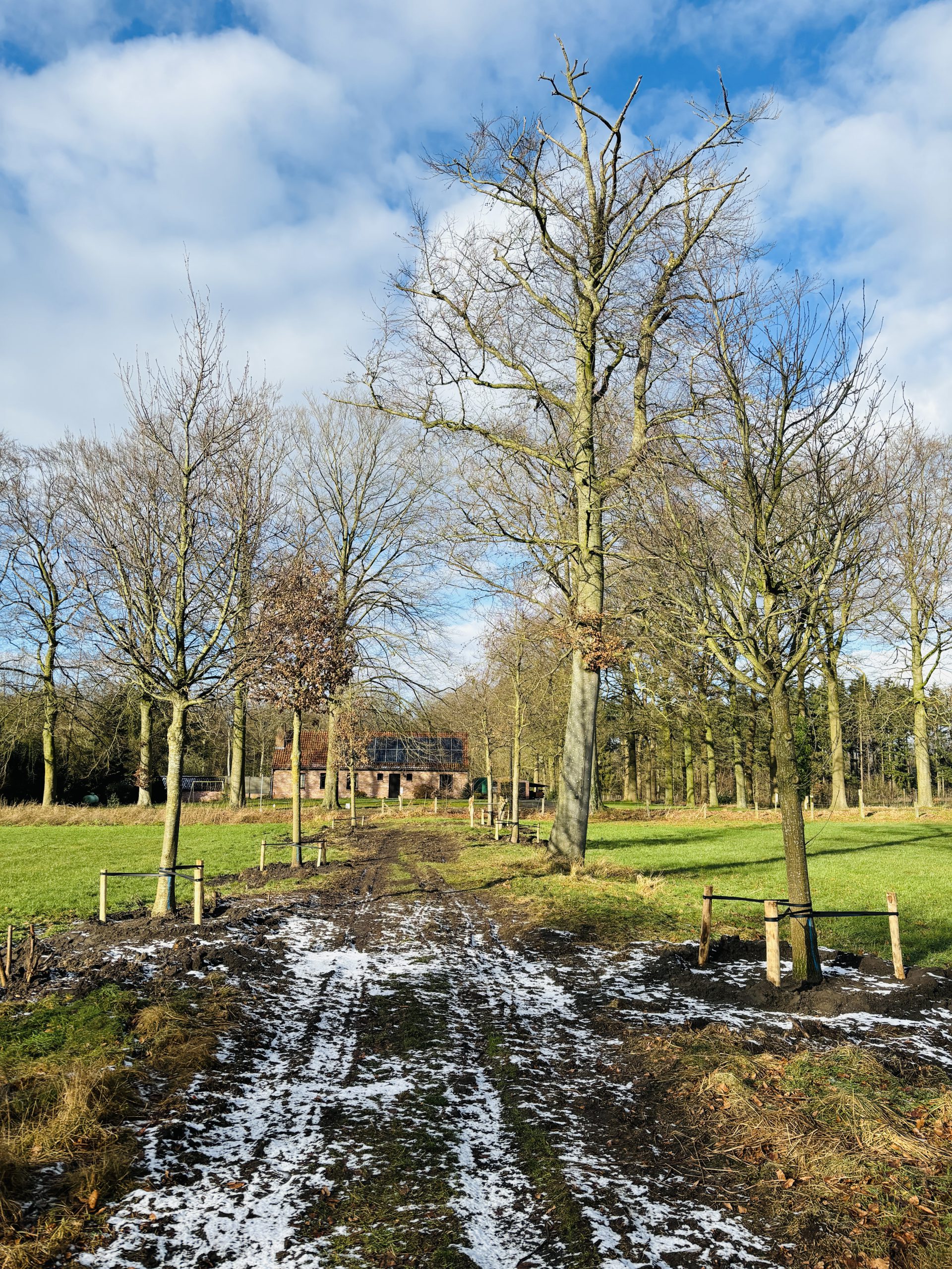 Bomen of eiken planten met professioneel advies en nazorg in Wingene