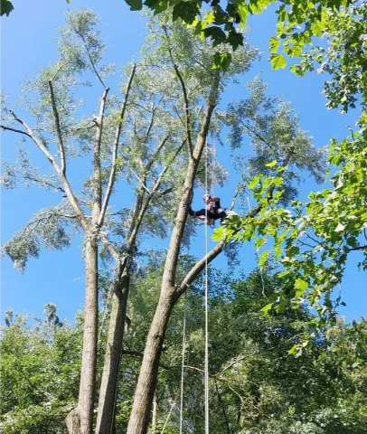 Onderhoud-van-bomen-snoeiwerken-676x800