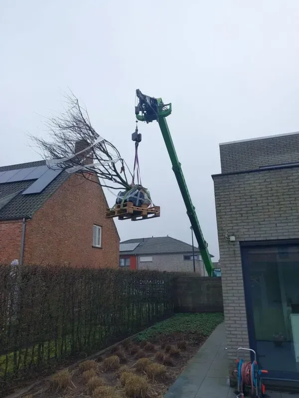 Snoeien-bomen-onderhoudssnoei-hemelboom