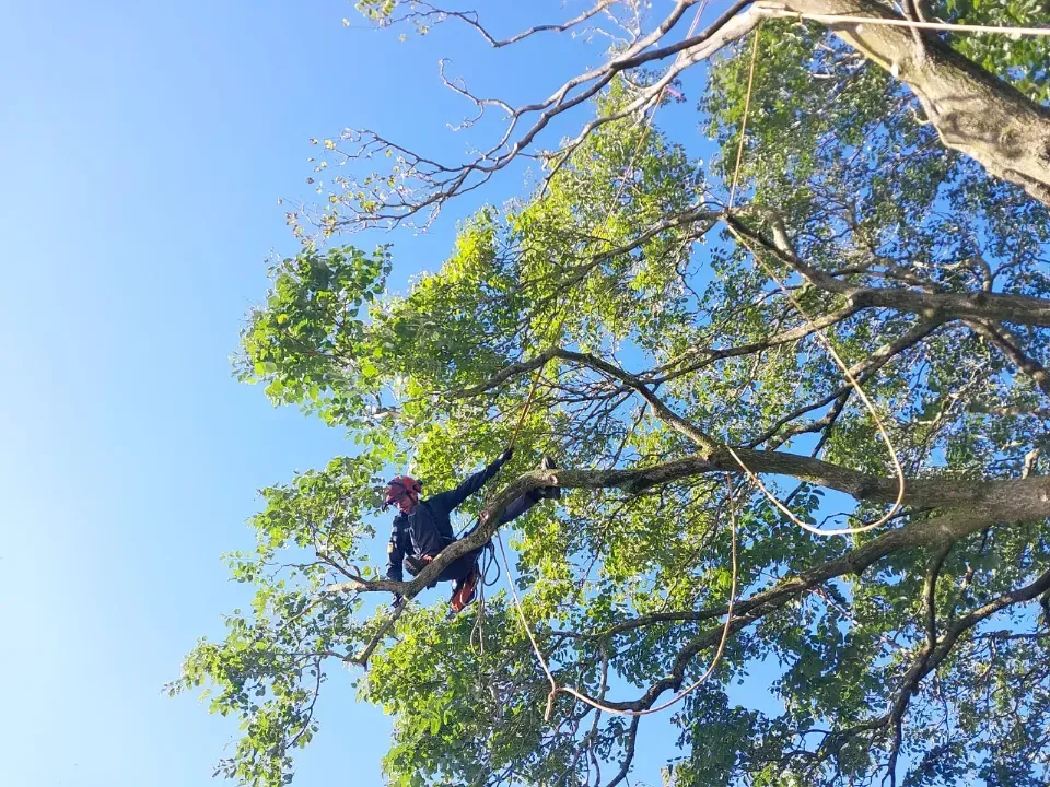 Snoeien-bomen-onderhoudssnoei-hemelboom
