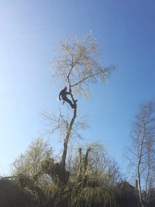 boomverzorger Deinze