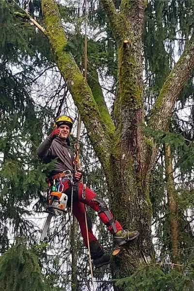 Gecertificeerde boomverzorger van FK Projects in de kroon van een boom, gezekerd met klimtouwen