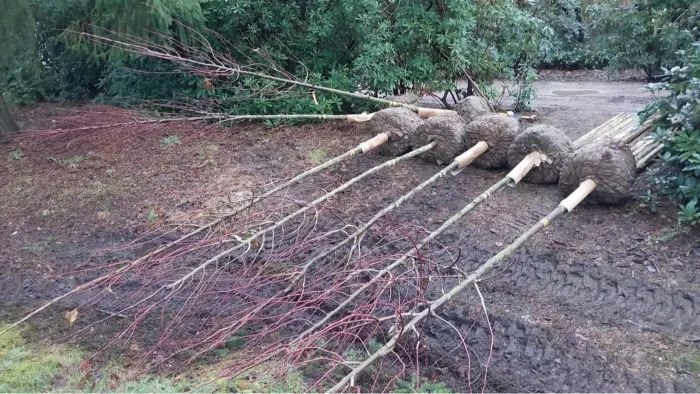 Aanplant van streekeigen bomen met subsidie in Vlaanderen